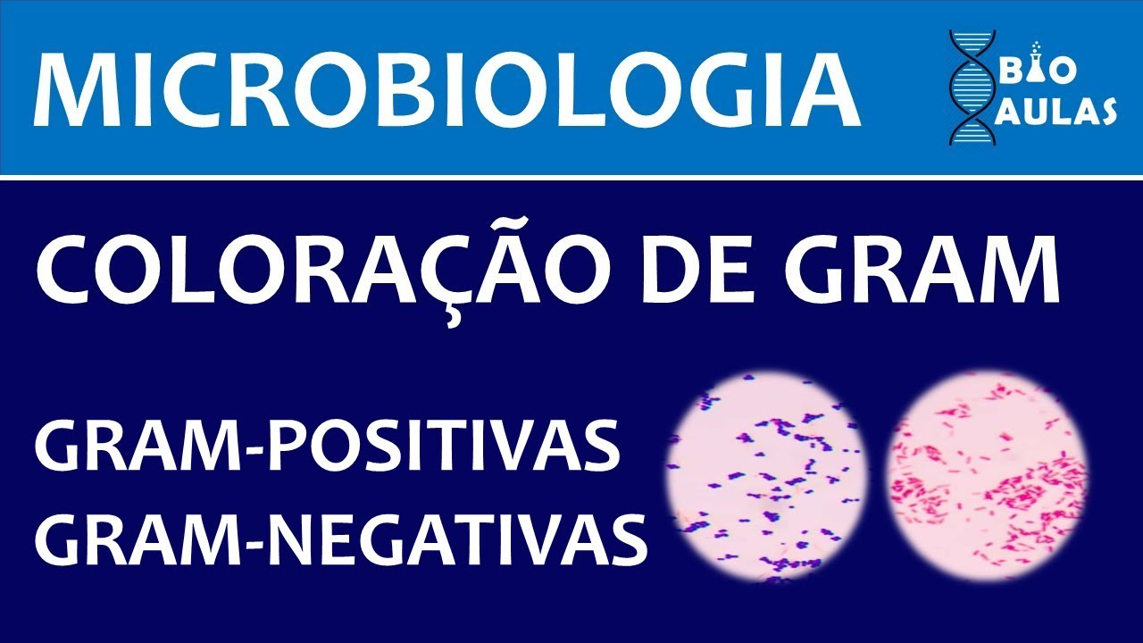 Coloração de Gram: Bactérias Gram-positivas e Gram-negativas (Microbiologia) - Bio Aulas