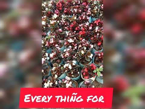 Shaheen flower  nursery