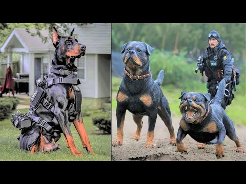 Посмотрите, на Что Способны Собаки Для Спецназа