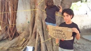 preview picture of video 'Samarios y extranjeros unidos contra el Dadma por permitir corte de árbol de 200 años de edad'