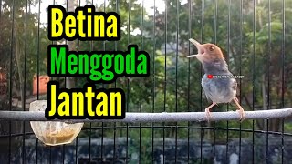Download lagu PRENJAK BETINA Gacor Suara jernih Menggoda PRENJAK JANTAN, Cocok buat Masteran Ataupun Pancingan. mp3