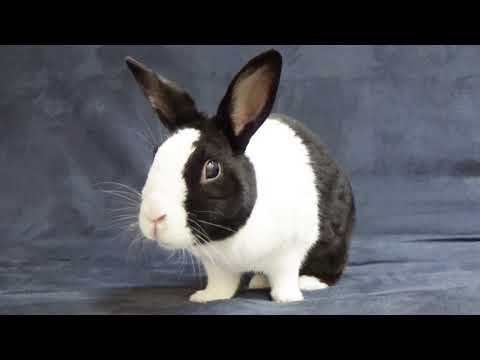 Rabbit learns to overcome fear