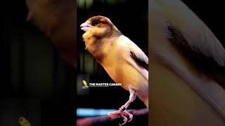 Download lagu Canário belga cantando muito campainha - Canary singing training #Shorts mp3 Download lagu Canário belga cantando muito campainha - Canary singing training #Shorts mp3