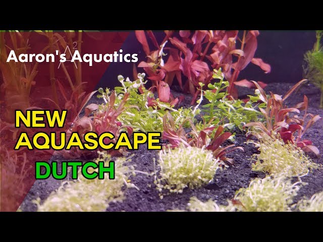 Dutch Style Aquascape - New Aquascape!