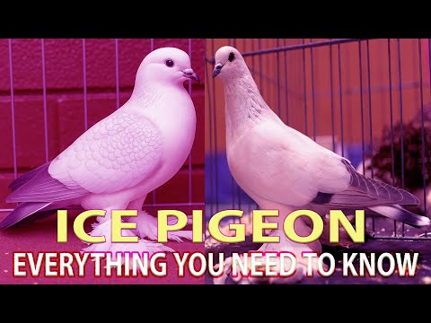 Ice pigeon Eistaube rare fancy breed