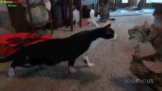 Приколы с котами подборка топовых приколов до слёз 2019№5!funny cats 2019!