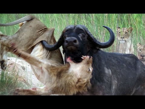 , title : 'Mother Buffalo attacks Lion who try to eat her baby, Harsh Life of Wild Animals'