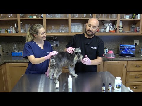 Natural Dog Wart Removal from Your Own Home |  Step-by-Step to Dog Wart Treatment the Natural Way