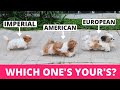 8 Types Of Shih Tzu And How To Identify Them