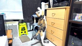 可愛く賢い猫（三毛猫フミちゃん😽）