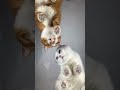 Cat Afv