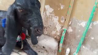 Bakra Mandi cow 🐄 Mandi 2025 #bakramandi #eidmubarak