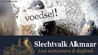 Een grote bonte specht heeft niet opgelet