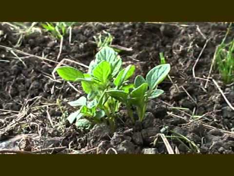 MAK’UNKU: Conocimientos locales y recuperación de la semilla de papa nativa (Ayopaya, Cochabamba)