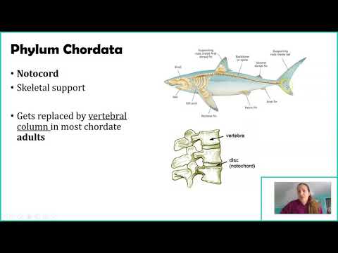 Phylum Chordata