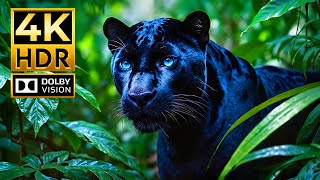 Download lagu Heaven of All 4K Videos - Dolby Vision 4K HDR 60fps (Colorful Animal Life) mp3 Download lagu Heaven of All 4K Videos - Dolby Vision 4K HDR 60fps (Colorful Animal Life) mp3