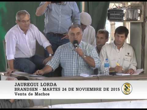24-11-15 Venta de Machos - Jauregui Lorda - Brandsen.