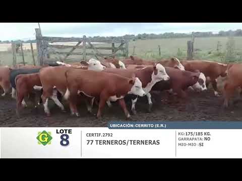 Lote 77 Terneros/as en Cerrito