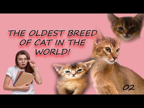 All things to know before buying an Abyssinian Cat | Biological Details & Facts | Artemis Mammals 02