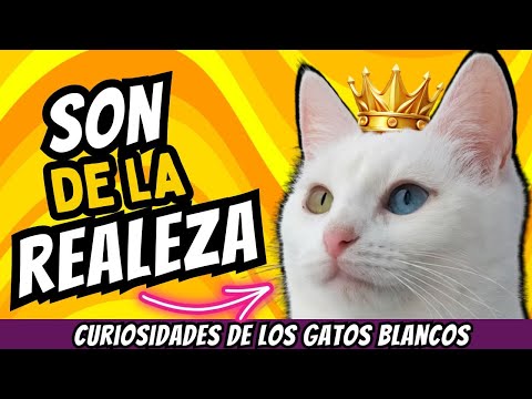 9 CURIOSIDADES reveladas de los GATOS BLANCOS🐾🐈