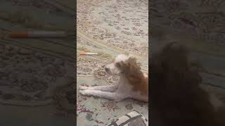 Funny DOG Talking