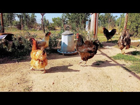 , title : 'Tavuklar Neden Yumurtlamaz 1 / Nedenleri  / Tavuklar Neden Yumurtadan Kesilir?'