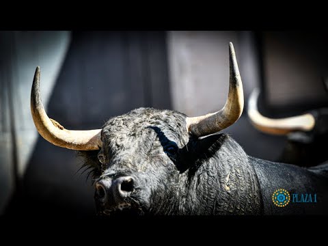 SORTEO | Corrida de toros 15 agosto