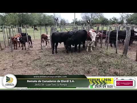 26-02-26 - Remate de Ganaderos de Elordi S.A.- Luan Toro, La Pampa