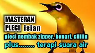 Download lagu MASTERAN PLECI isian pleci zipper,kenari,cililin PLUS terapi pleci suara air| suara burung mp3