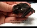 This Cute Baby Bat is Amazing... 