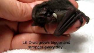 This Cute Baby Bat is Amazing...