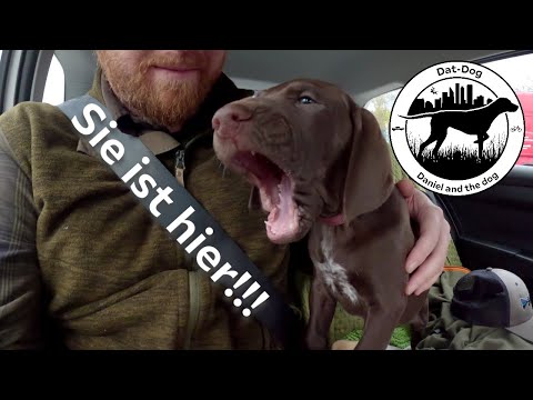 SIE IST HIER! Deutsch Kurzhaar zieht ein!