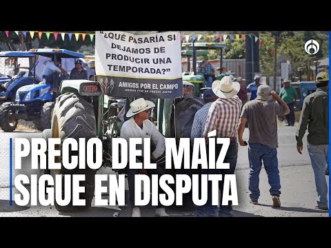 No hay acuerdo con productores: líder campesino desmiente anuncio del gobierno sobre precio del maíz