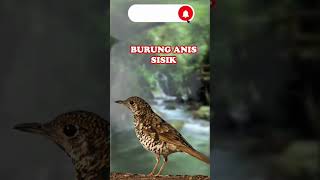 Download lagu SUARA BURUNG ANIS SISIK mp3