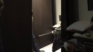 Monty the working cocker spaniel going crazy for his hidden toy