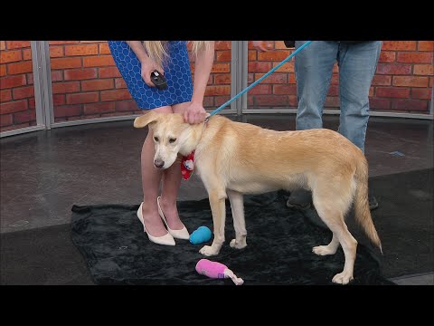 Pet Saver: Magnus - YouTube