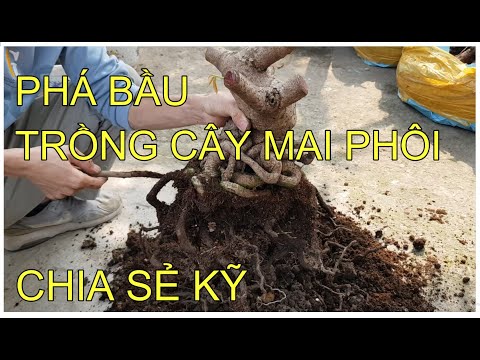 🔴 QBS2129 - Kỹ thuật trồng cây mai phôi || Phá bầu trồng lại cây mai phôi || Mai vàng miền bắc 123