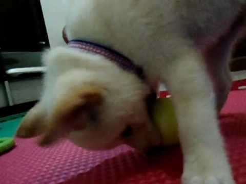 杏仁撞鏡頭 ><(原發表者:jimmilk7995)(影片)