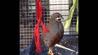 Download lagu Burung puyuh kancing yang lucu mp3