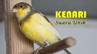Download lagu Video Burung Kenari Rusia (Russian Canary) mp3