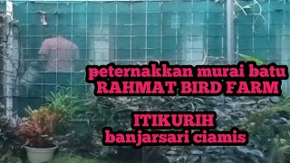 Download lagu PETERNAK MURAI BATU RAHMAT BIRD FARM mp3 Download lagu PETERNAK MURAI BATU RAHMAT BIRD FARM mp3