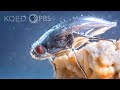 This Daring Fly Swims In A Shimmering Bubble Shield Deep Look