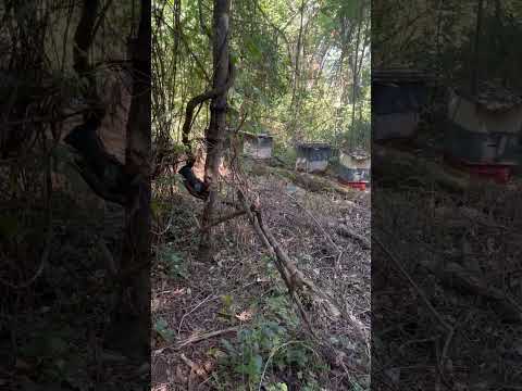 Vídeo Apicultura Borges