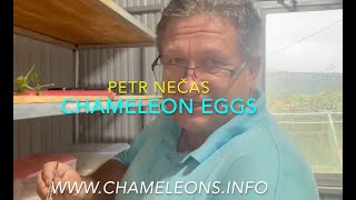 Chameleon eggs