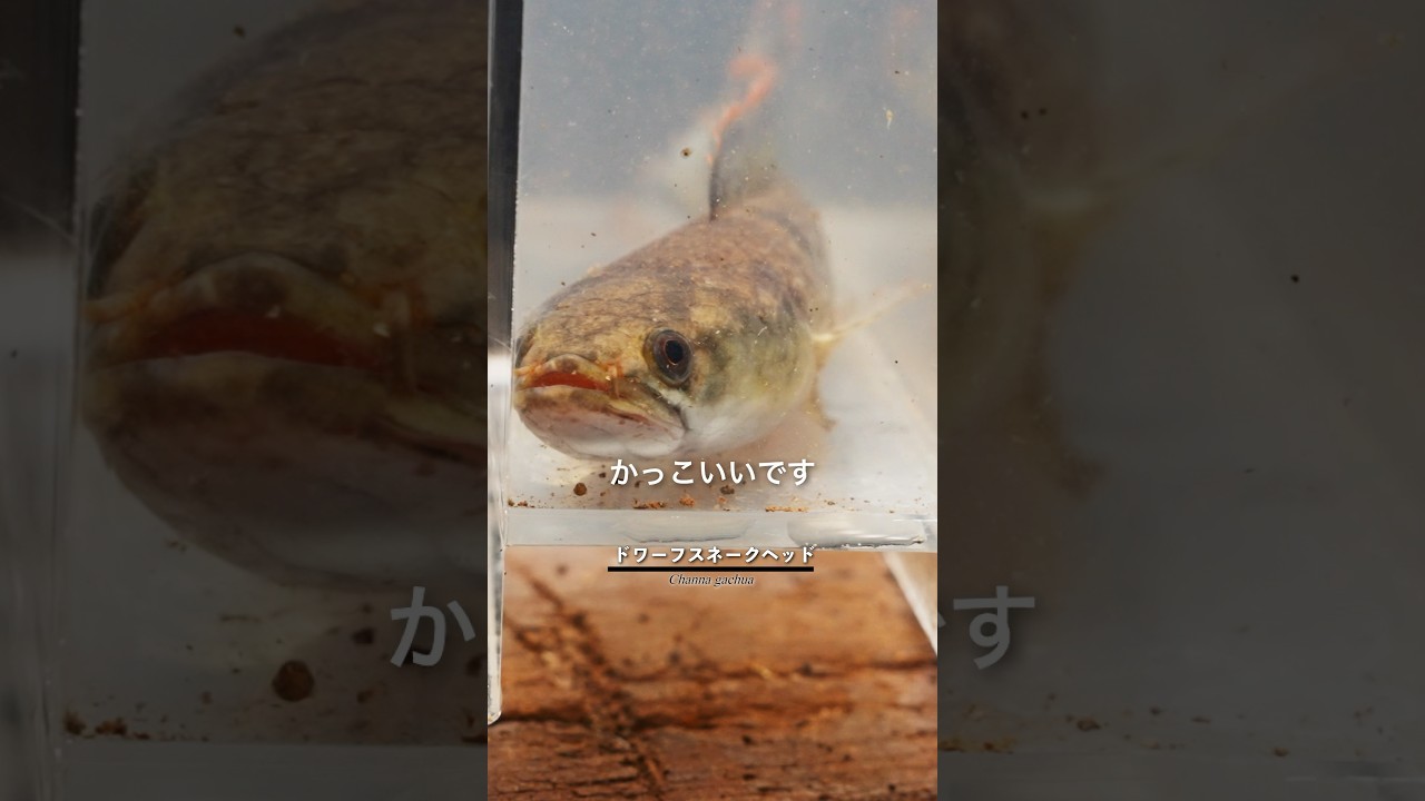 やっぱりカッコいいカンボジアの魚