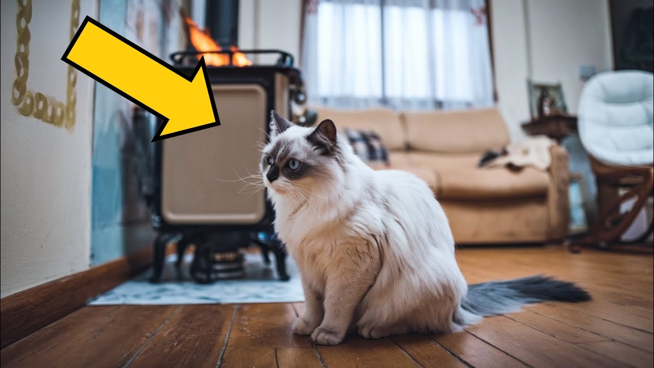 Deaf Cat Detects Carbon Monoxide – How She Saved Her Owners Will SHOCK You!