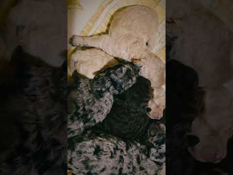Cavapoo Welpe kaufen