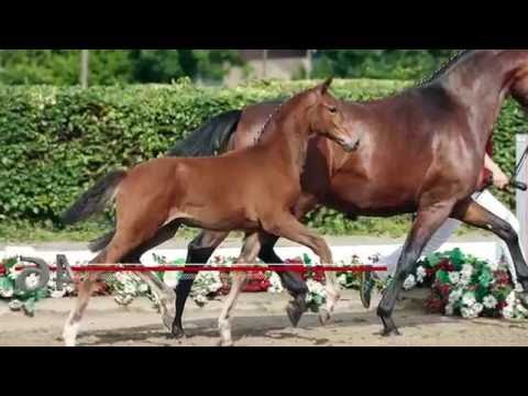 64 Rosenstolz Stute v. Rock for Me - Sir Donnerhall