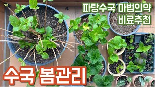 수국 봄관리!! 수국 비료 추천과 비료주는 방법, 파랑수국 피우는 마법의 약!! feat. 가지치기