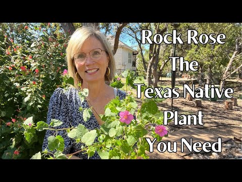 Rock Rose The Texas Native Plant You Need